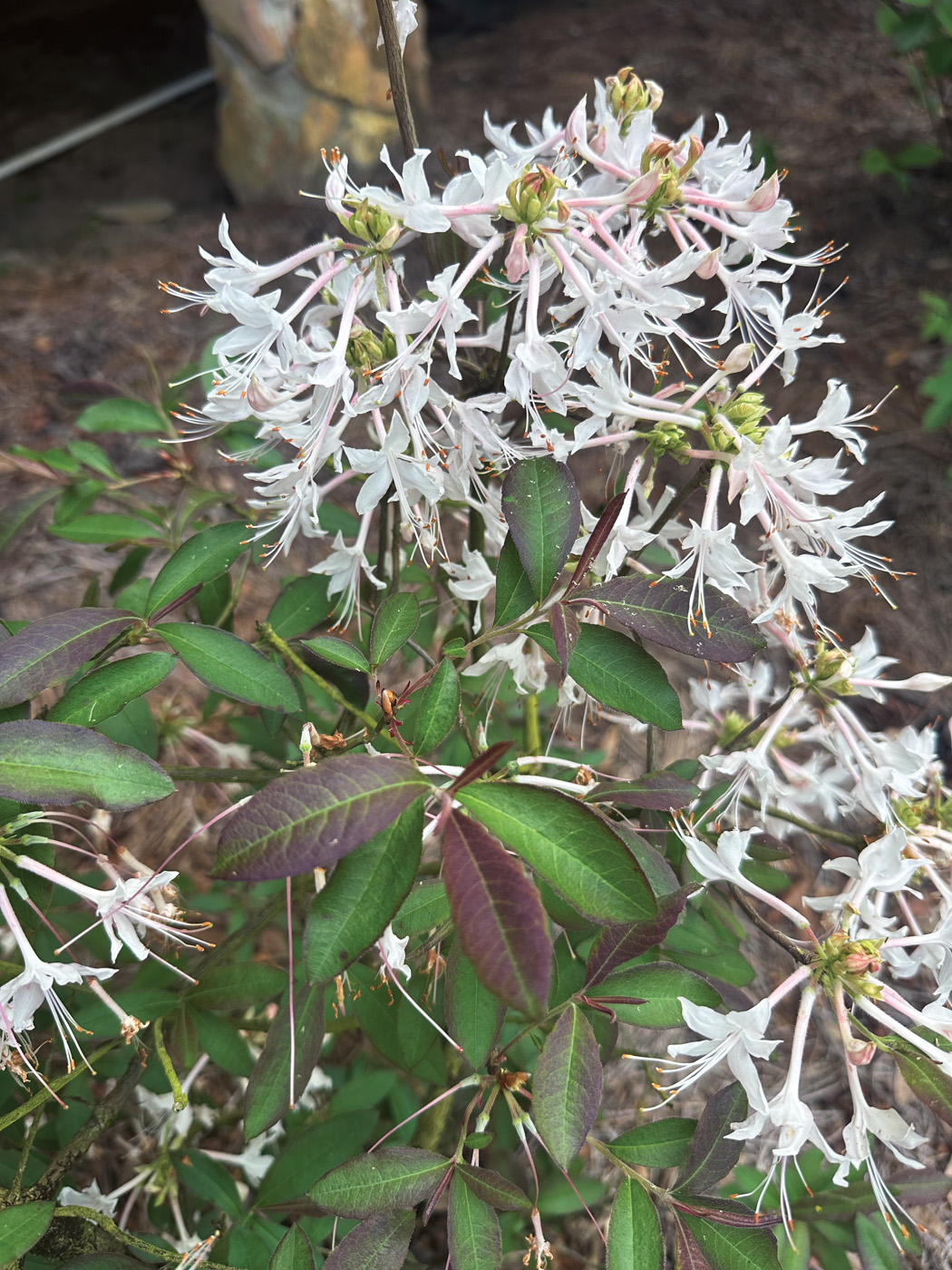 Chocolate Drop azalea courtesy of Mail Order Natives