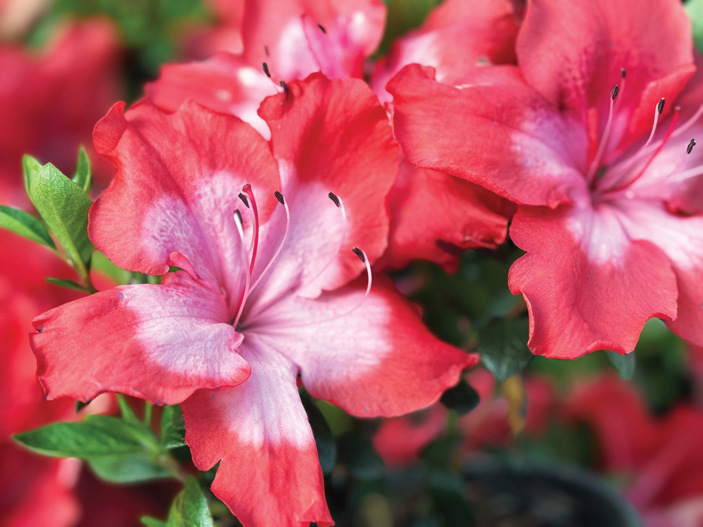 Harris Fascination azalea courtesy of Rocky Knoll Farm