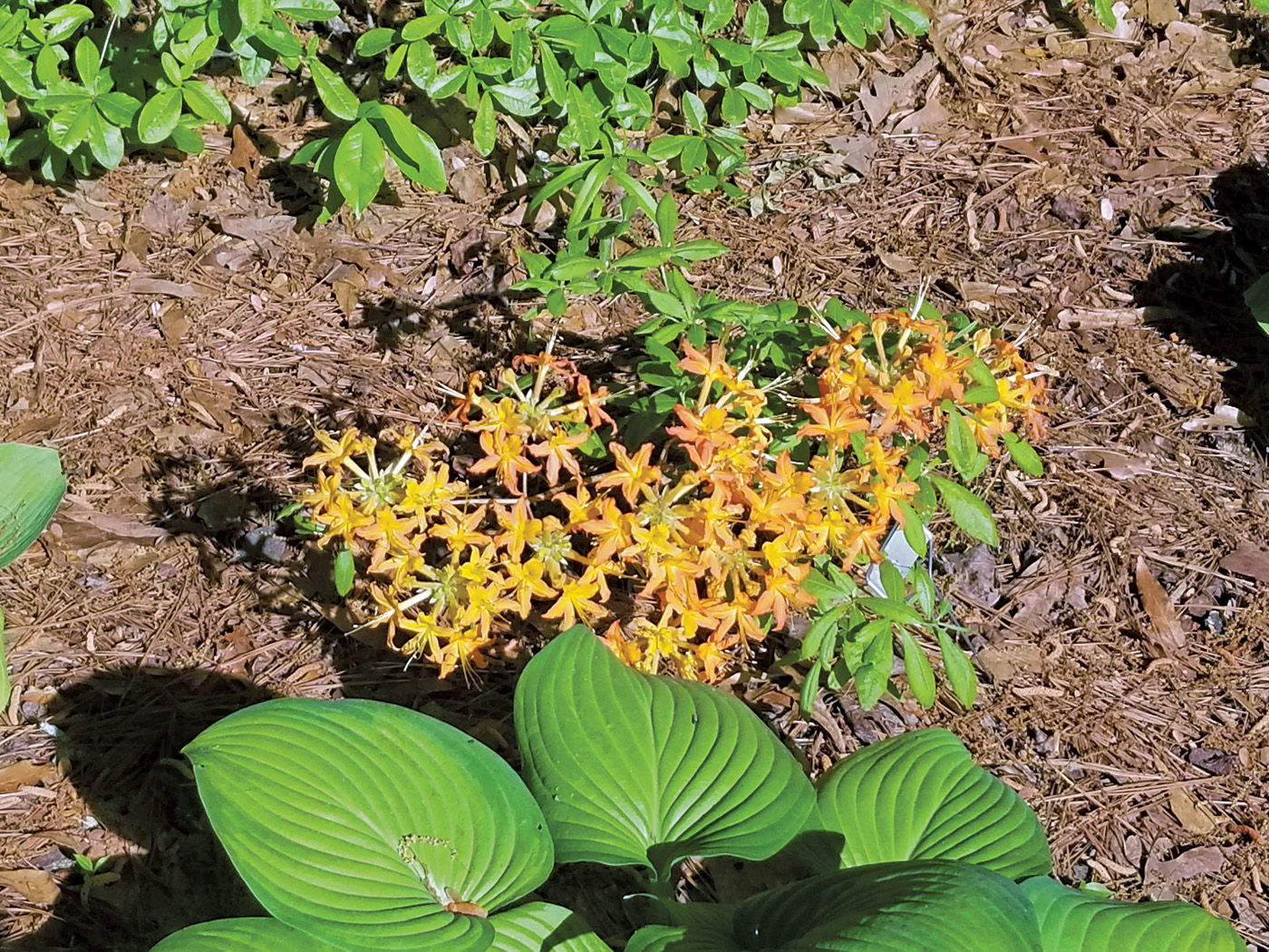 Orange carpet azalea courtesy of Art Murray