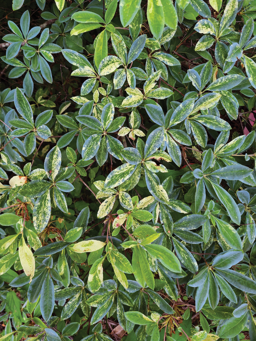 Rhododendron Don's Variegated foliage courtesy of Tony Avent