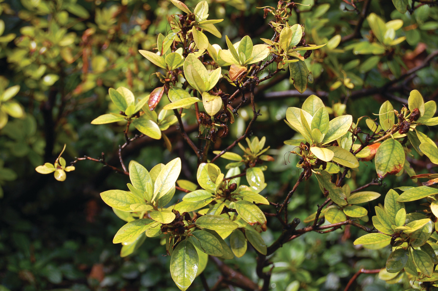 Hojas descoloridas de rododendro, cortesía del Laboratorio de diagnóstico de plagas y plantas de la Universidad Rosie Lerner Purdue
