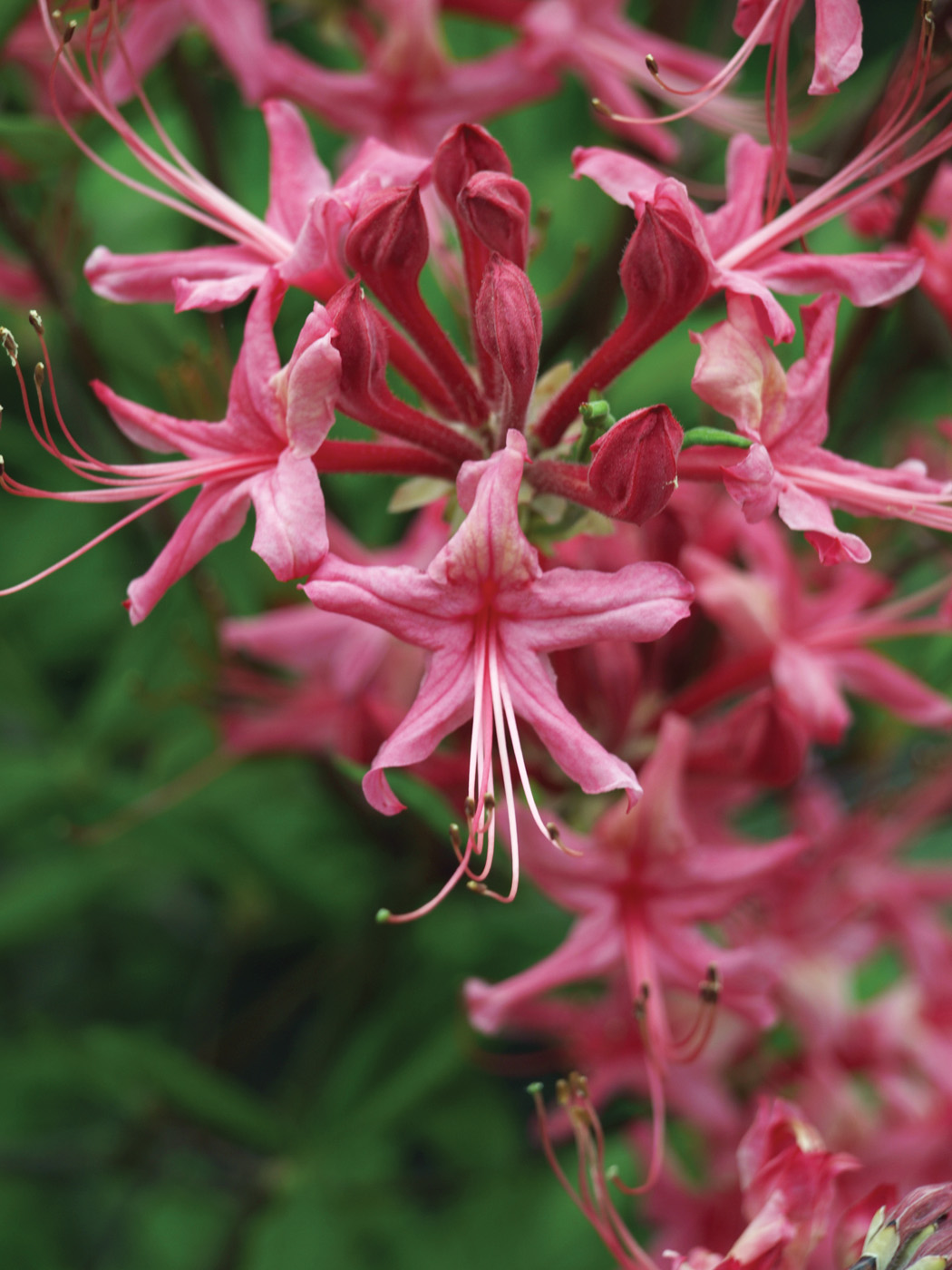 Clyo Red azalea bloom courtesy of JC Raulston Arboretum