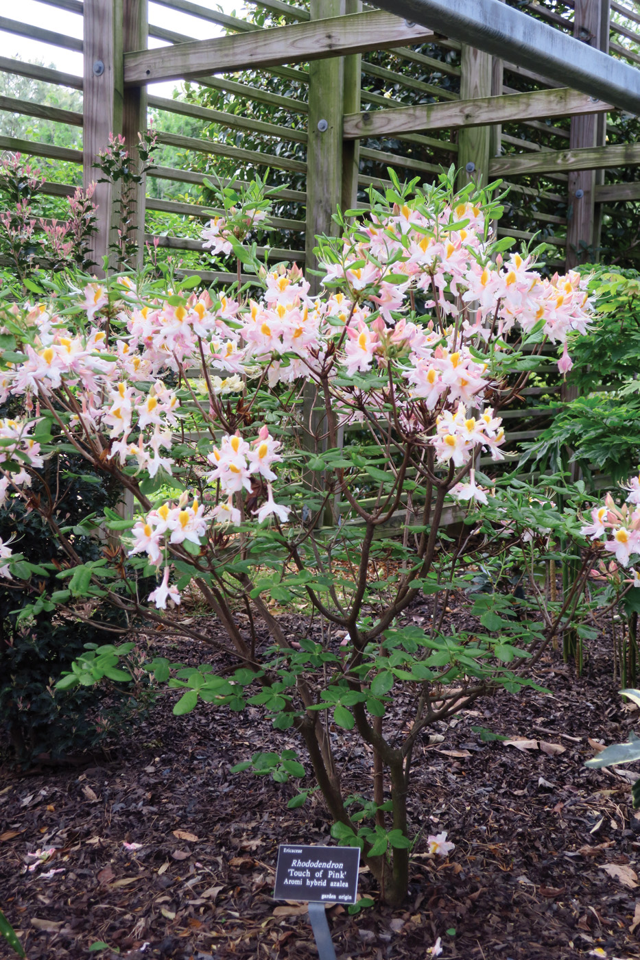 Rhododendron Touch of Pink courtesy of JC Raulston Arboretum