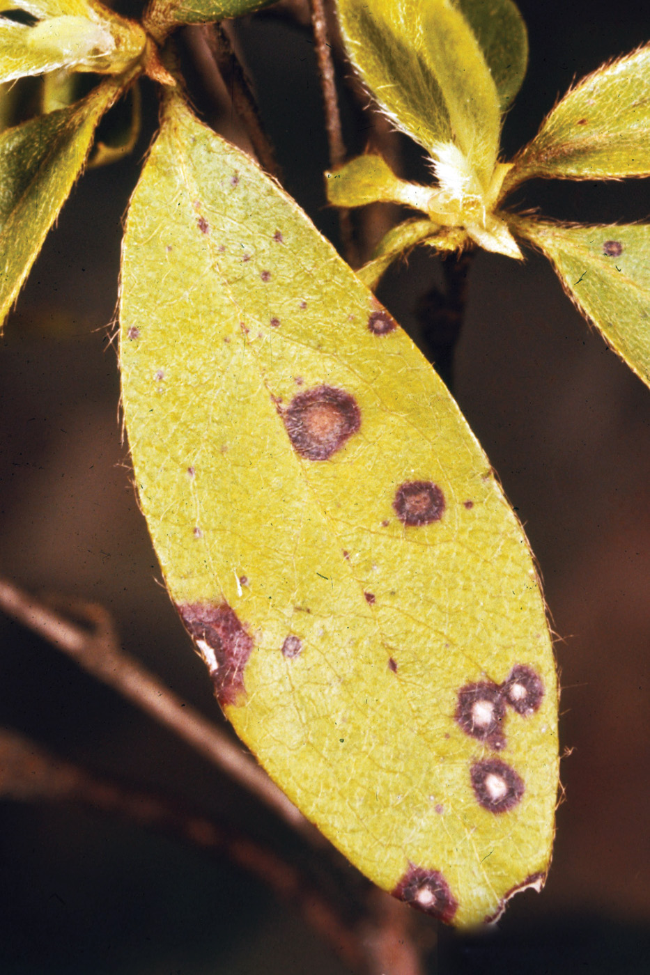 Manchas foliares de rododendro. Cortesía de la Universidad de Clemson, Serie de diapositivas de extensión cooperativa del USDA_Bugwood.org