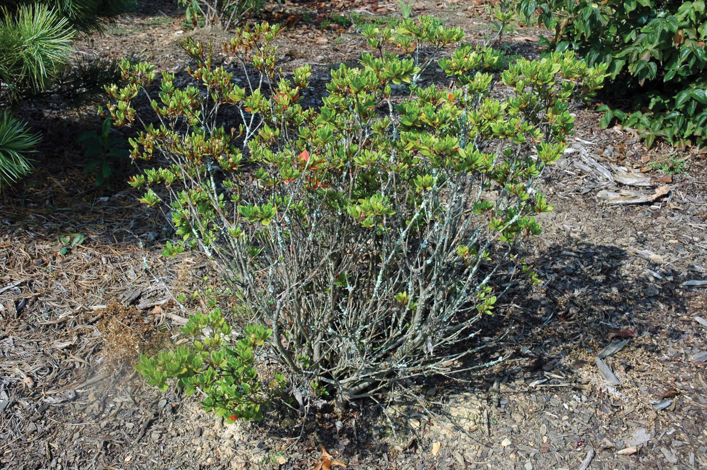 Rododendro con signos de pudrición de la raíz.
