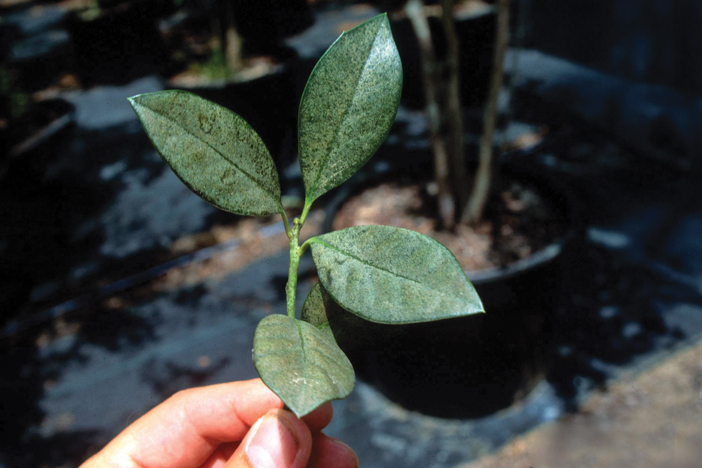 Daño del ácaro rojo del sur a los rododendros. Cortesía de John Ruter, Universidad de Georgia_Bugwood.org