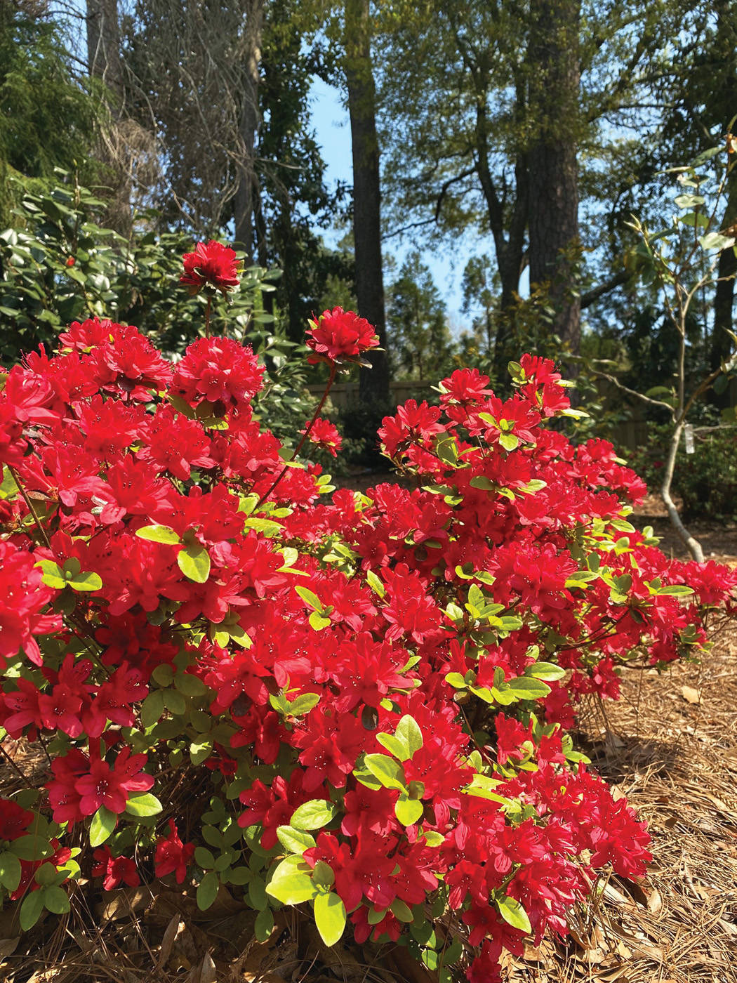Wolfpack red azalea courtesy of N.C. Cooperative Extension_New Hanover County Center and Arboretum