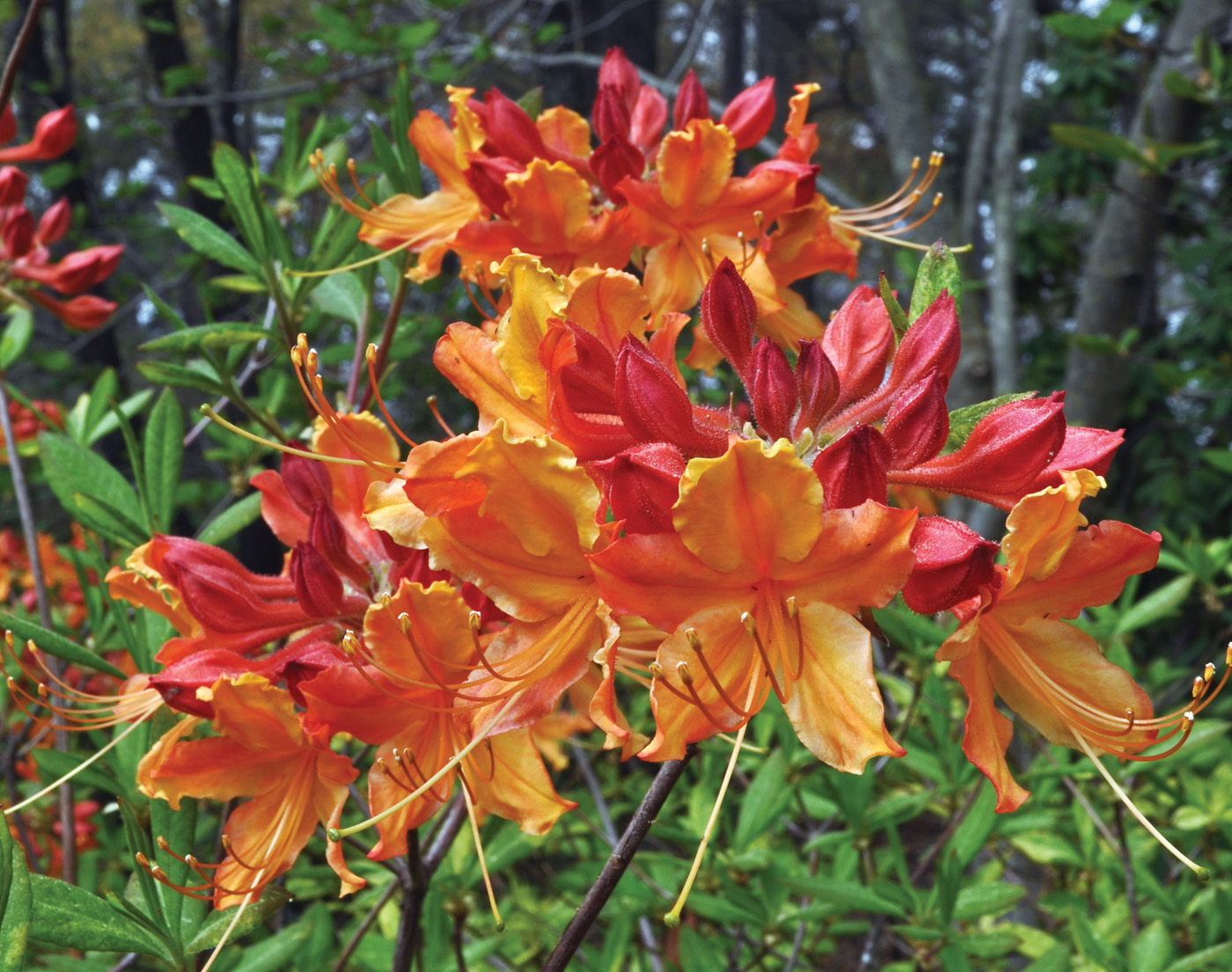 Rhododendron Don's Variegated photo by millettephotomedia.com