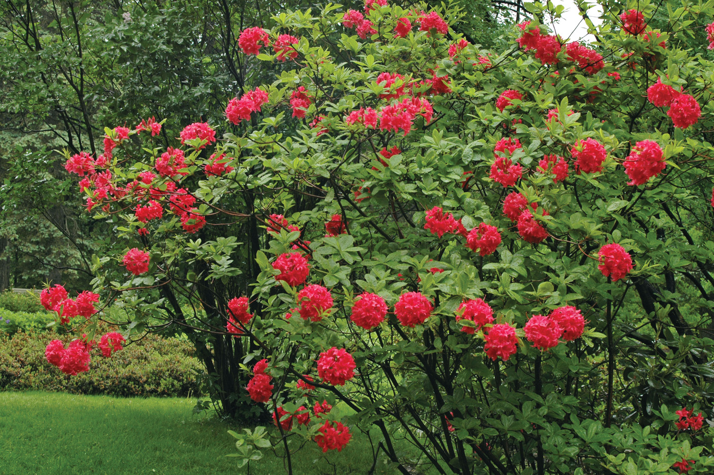 Rhododendron Homebush photo by millettephotomedia.com