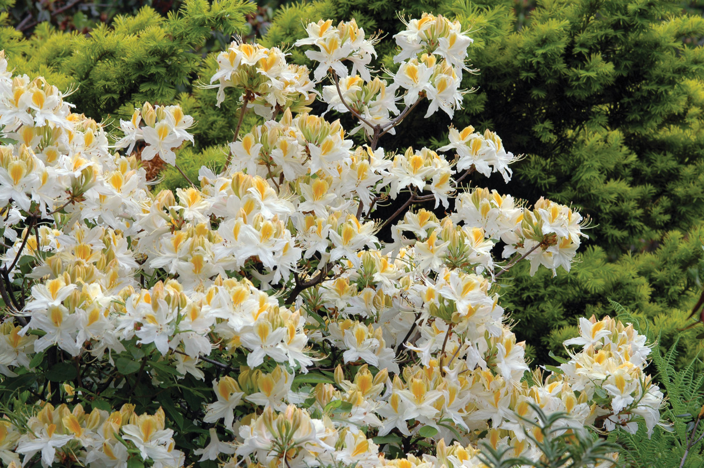 Rhododendron Northern Hi-Lights by millettephotomedia.com