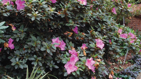 What’s Wrong with Your Azalea? - Fine Gardening