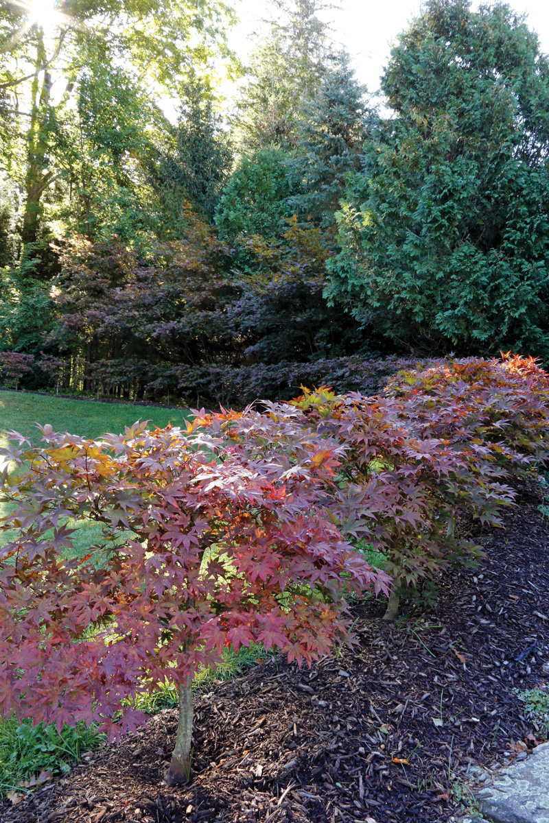 japanese maple hedge