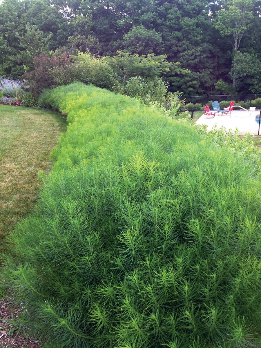 threadleaf bluestar hedge