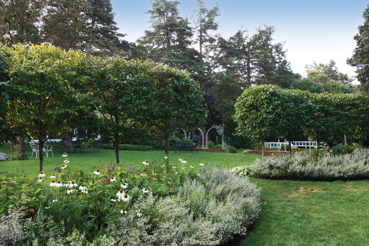 Arial pruning on Carpinus caroliniana 
