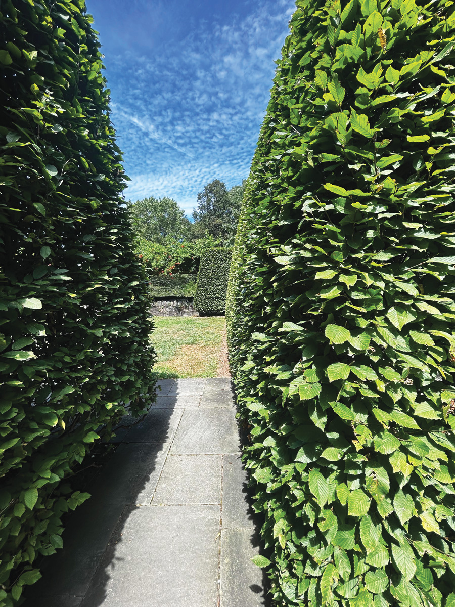 european hornbeam hedge