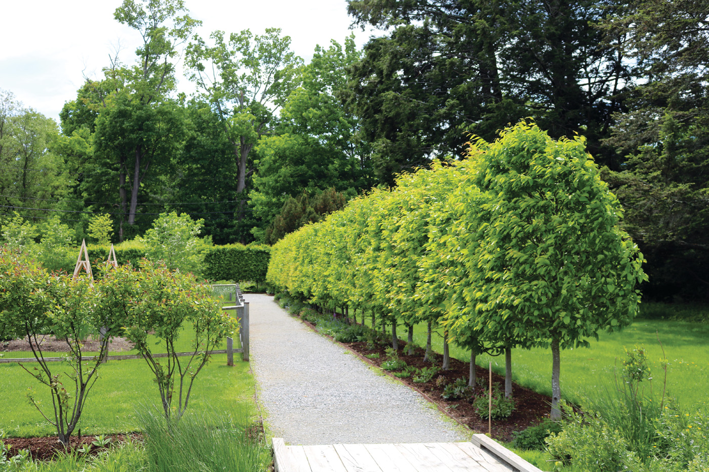 american hornbeam hedge