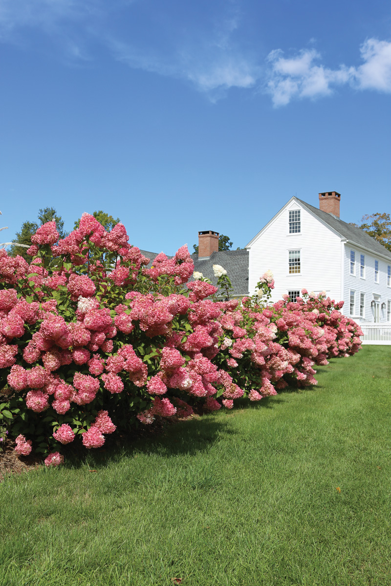 panicle hydrangea hedge