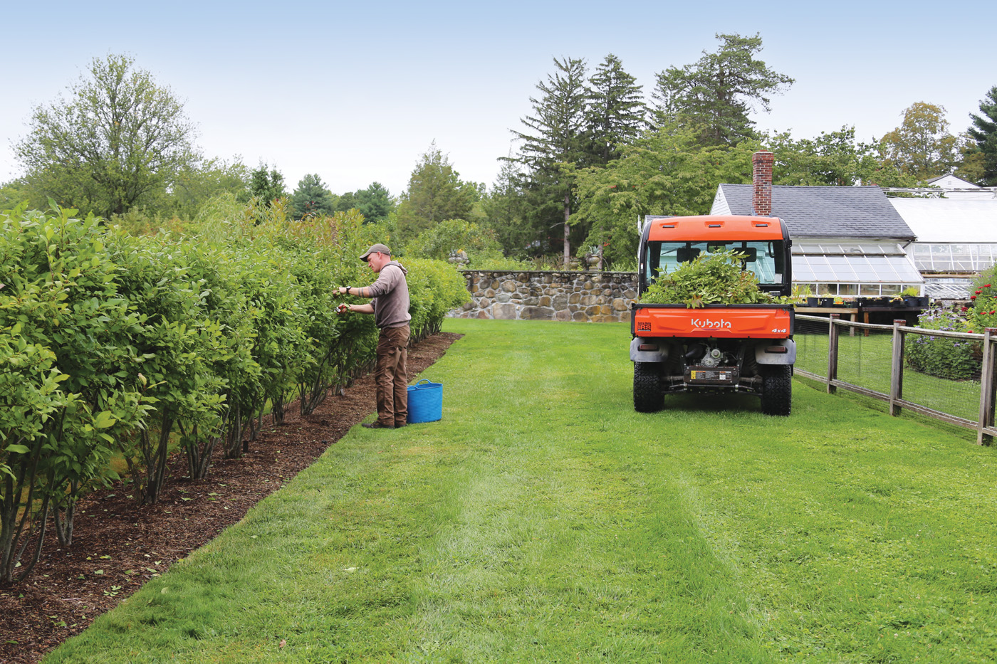 Hand-pruning illex Sparkle Berry