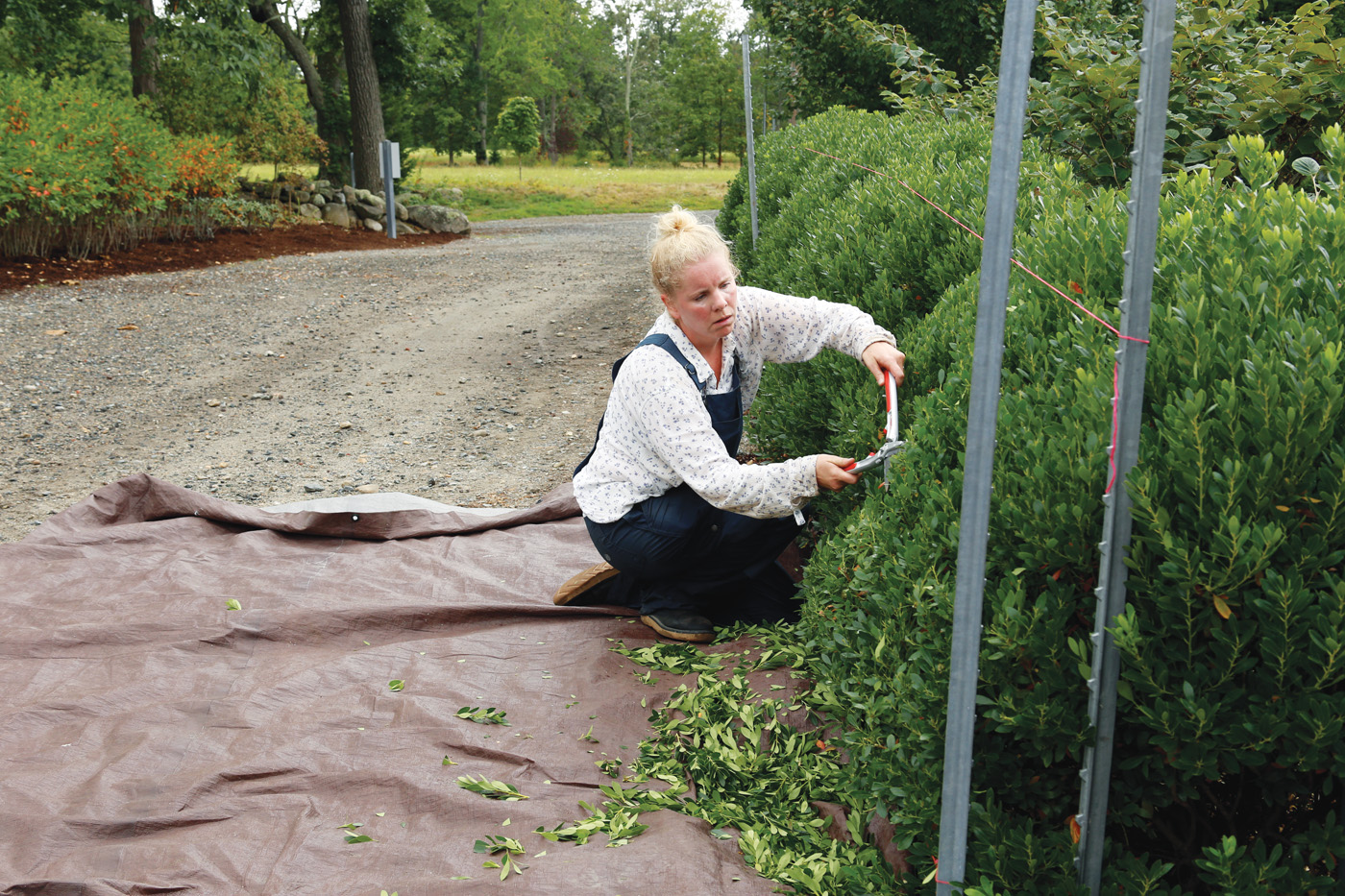 Shaping hedges