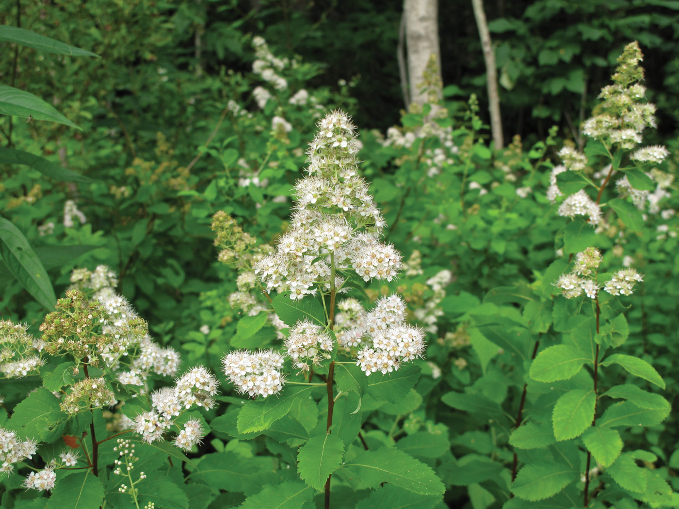 white spiraea hedge