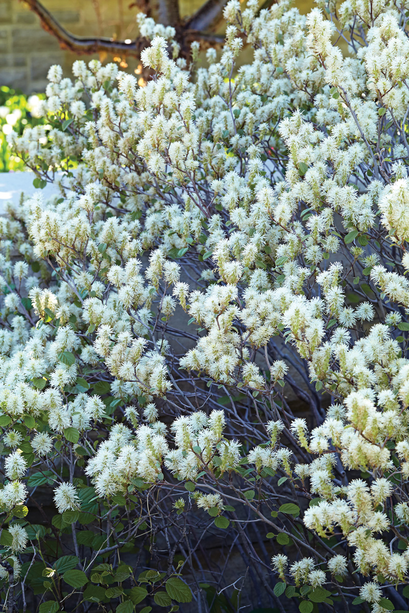 dwarf fothergilla hedge