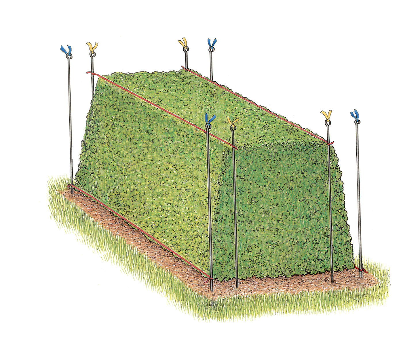 Illustration of Hedging with string by Dolores R Santoliquido