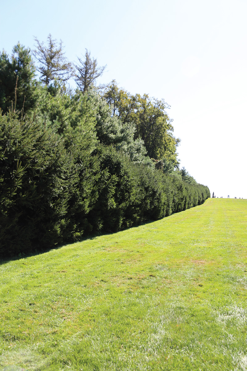 norway spruce hedge