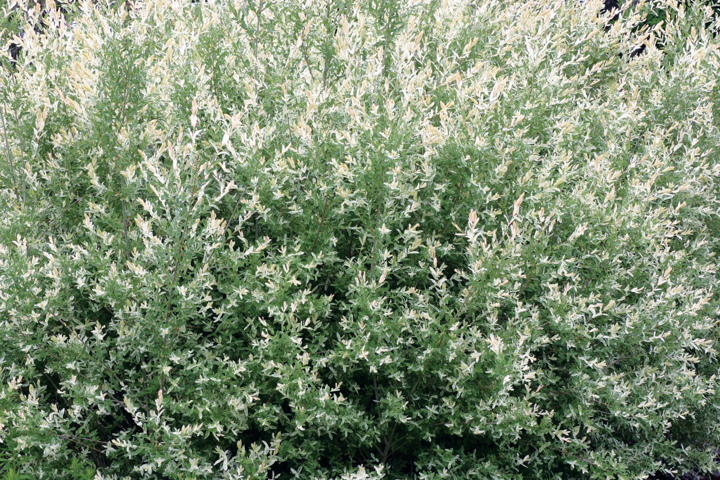 Salix integra ‘Hakuro-nishiki’ hedge