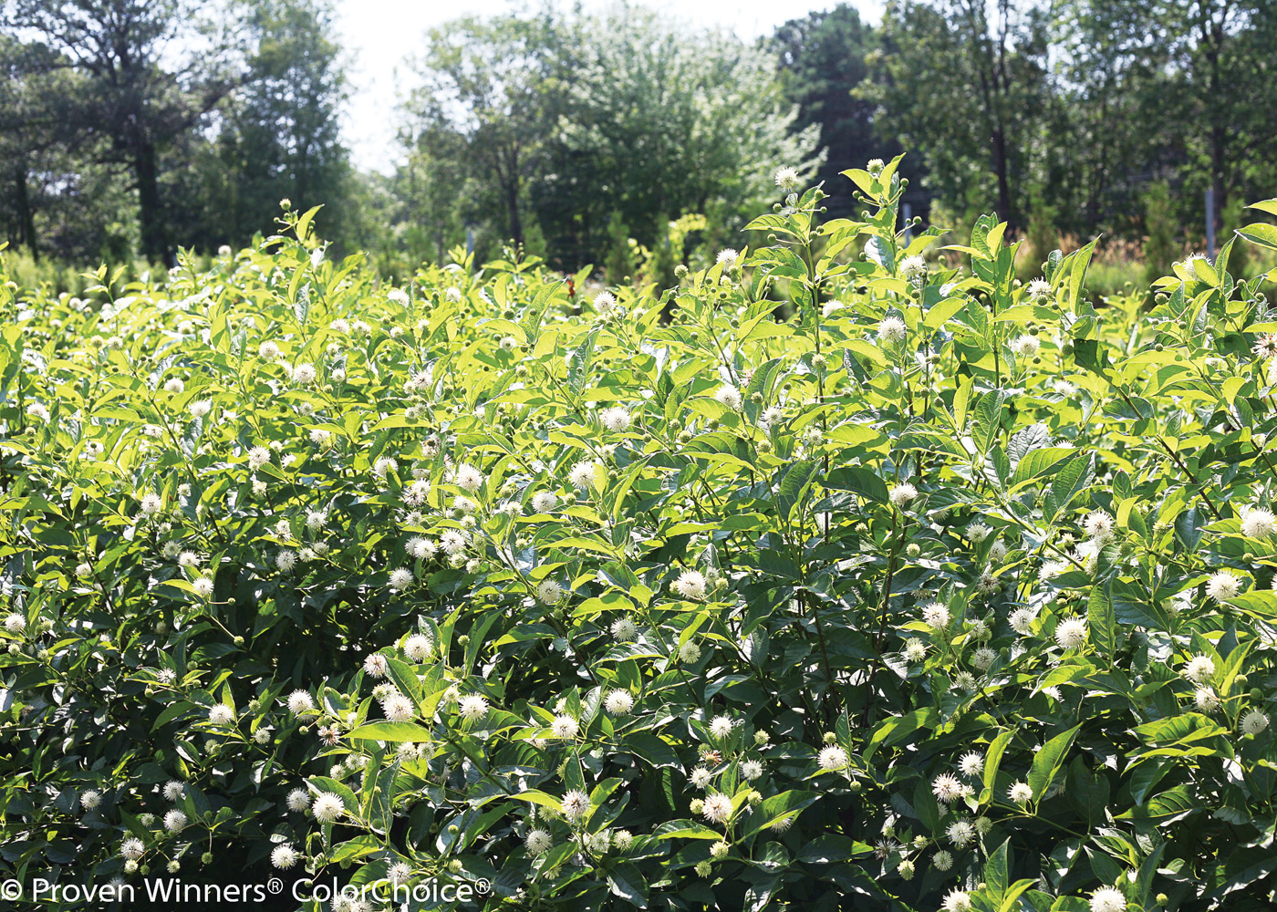 buttonbush hedge