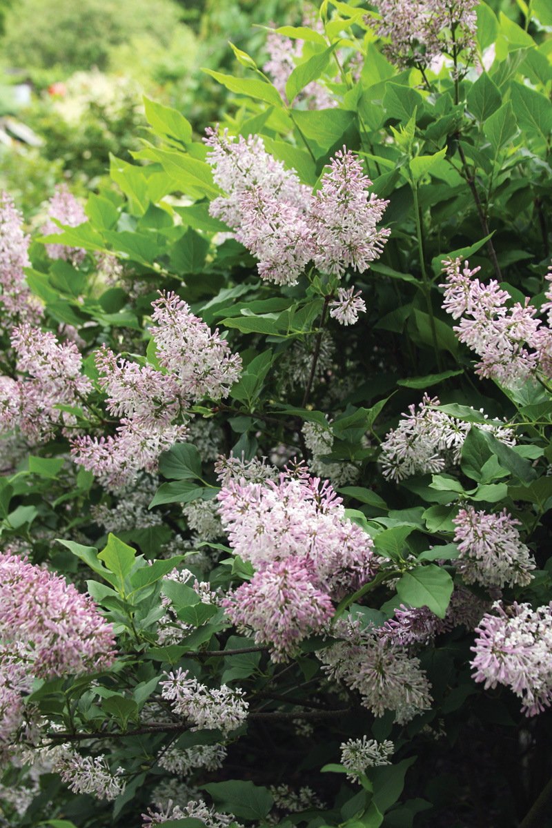 'miss kim' manchurian lilac hedge