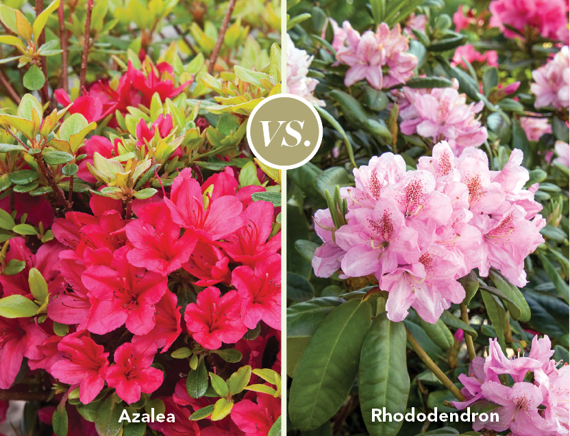 Azalea vs. rhododendron