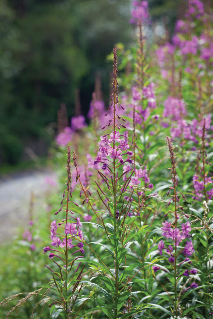 Fireweed: A Tough-as-Nails Summer Bloomer for Challenging Spots - Fine ...