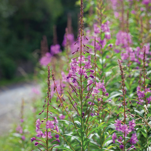 Fireweed: A Tough-as-Nails Summer Bloomer for Challenging Spots ...