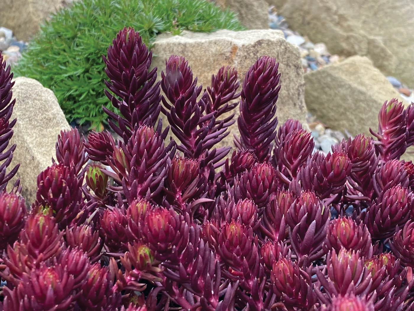 Angelina Sedum Cortesía de Chris Hanson