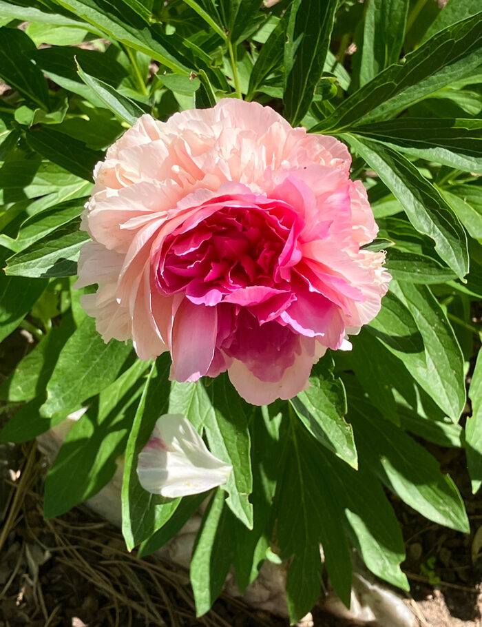 Peonies in Nina's Montana Garden - Fine Gardening
