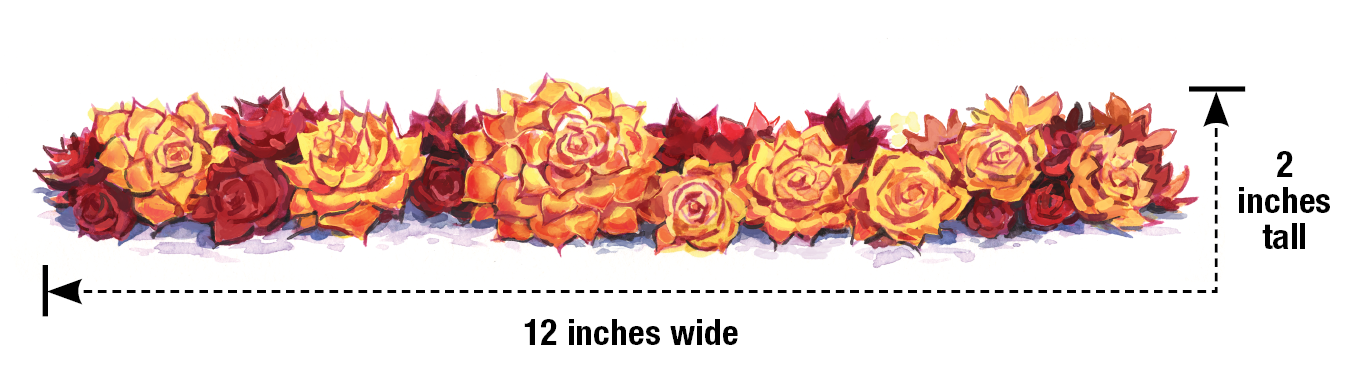 Ilustración botánica de gallina y pollitos de pepita