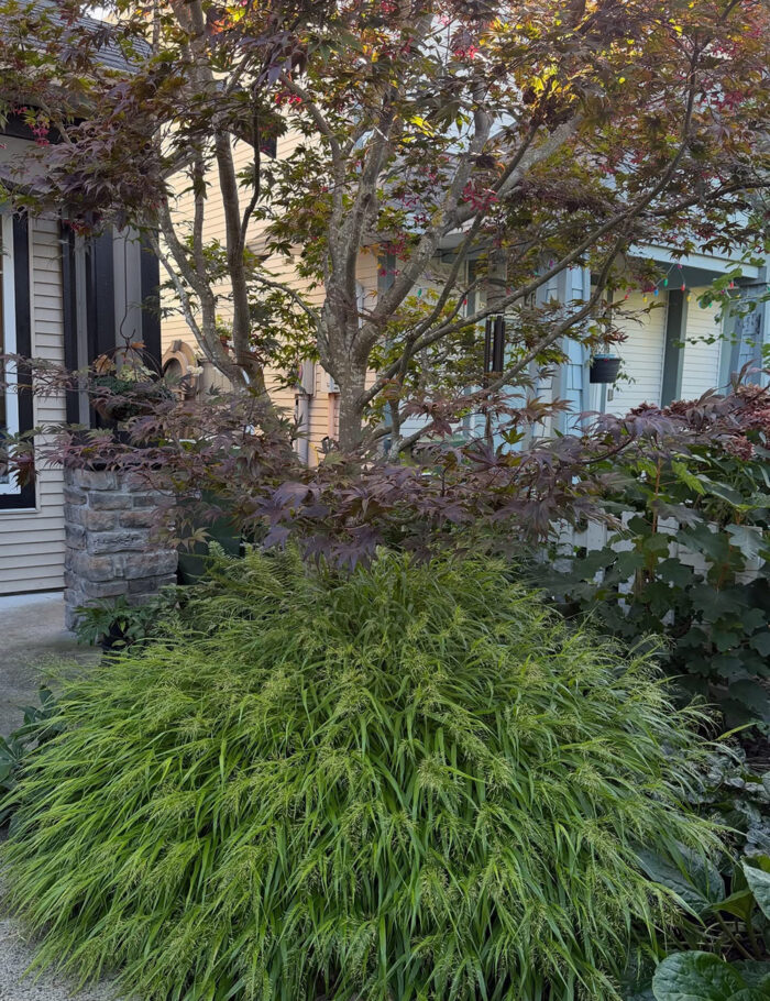 見杉宗則　My Garden Cherry Looks Back at Her September Garden, Part 2 - Fine Gardening