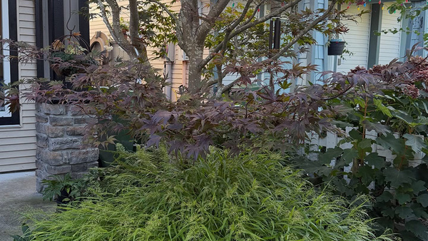 GPOD on the Road: Cherry in Nancy Heckler's Garden, Part 3 - Fine