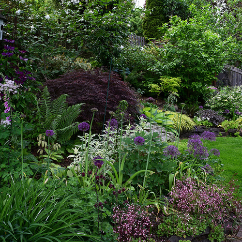 GPOD-Sarpola-3-Alliums-