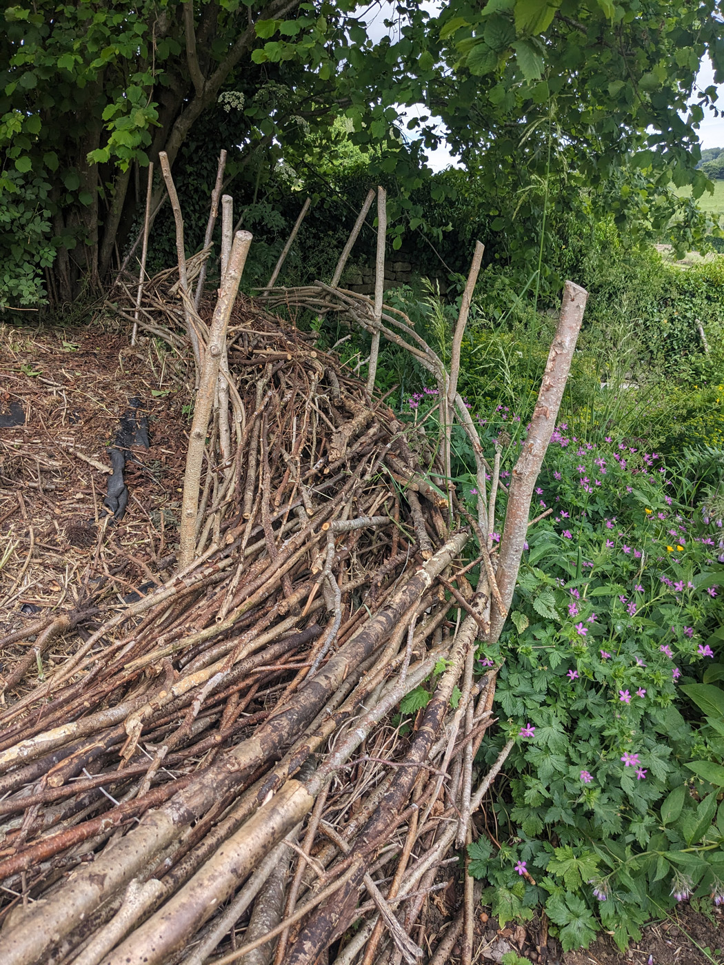 Setos de la muerte de Danielle Sherry