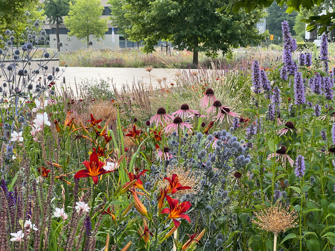 Superfloración Arnhem