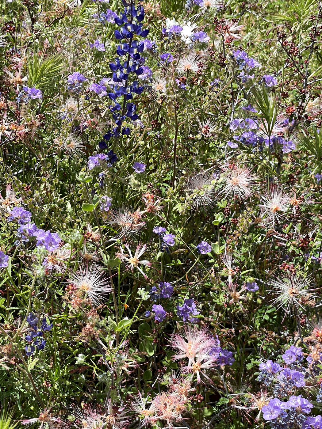 Apache Plume_ Fallugia paradoxa por Susan Calhoun