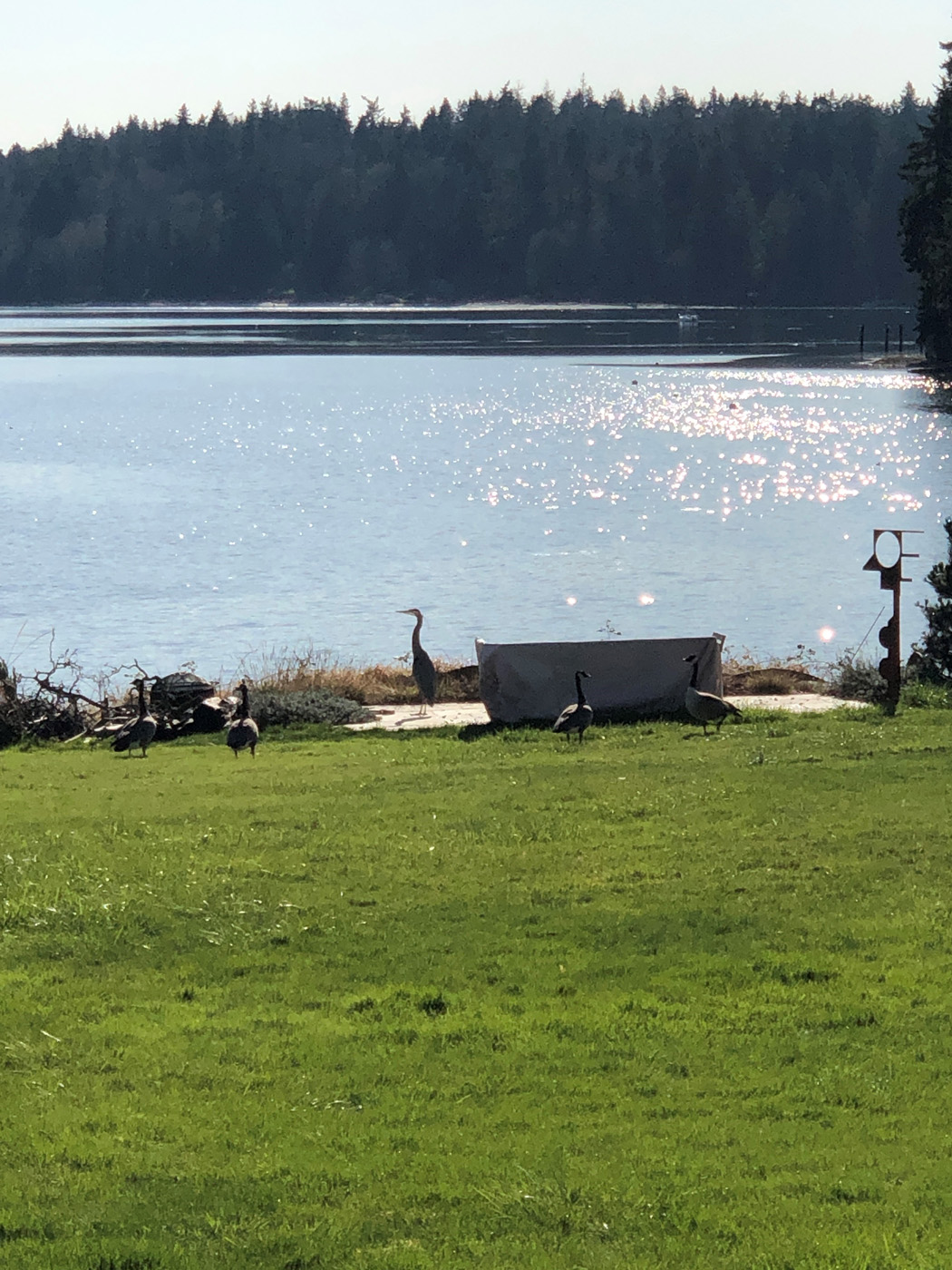 Ubicaciones futuras del jardín de grava de Susan Calhoun