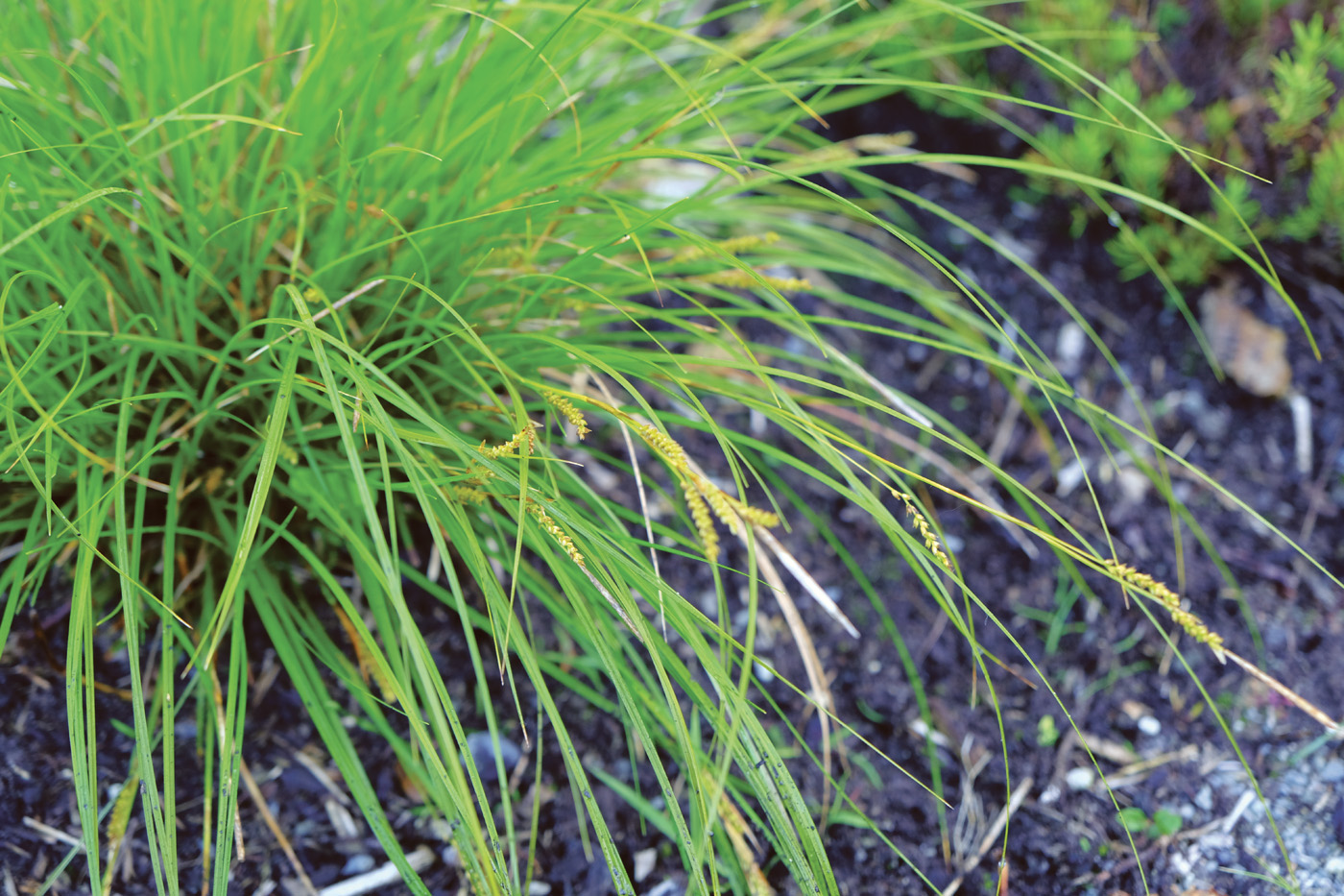 Hermosas fotos del Carex chino por Susan Calhoun