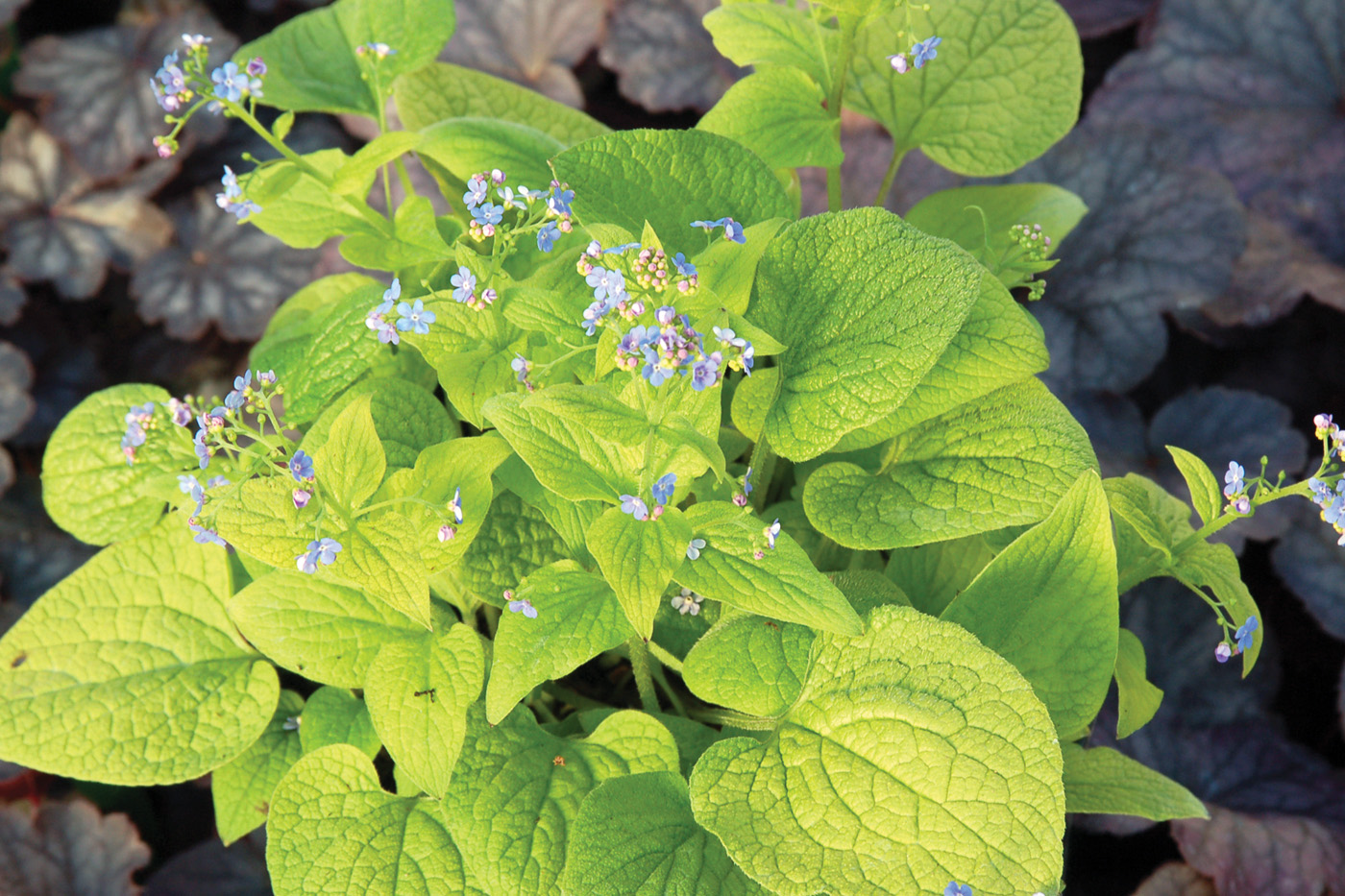 Brunnera Diane's Gold courtesy of Terra Nova Nurseries Inc