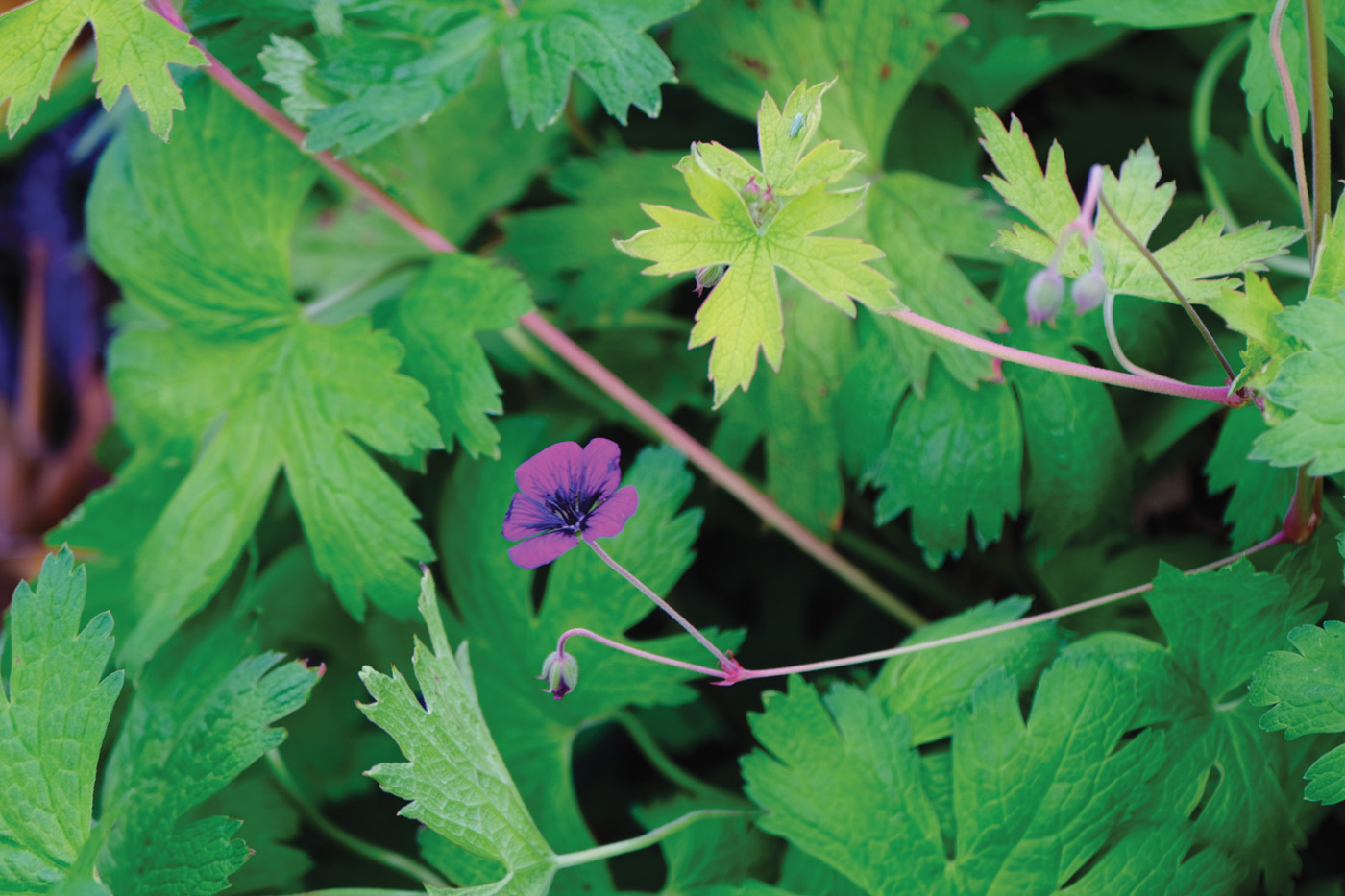 Geranium 'Ann Folkhard' photo courtesy of Susan Calhoun