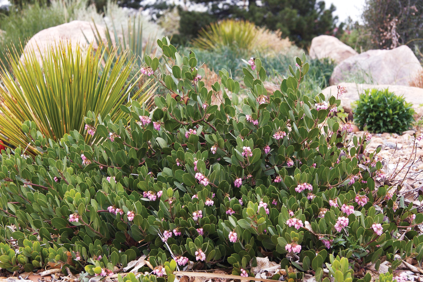 Arctotophylos X Coloradensis Panchito de Plant Slect