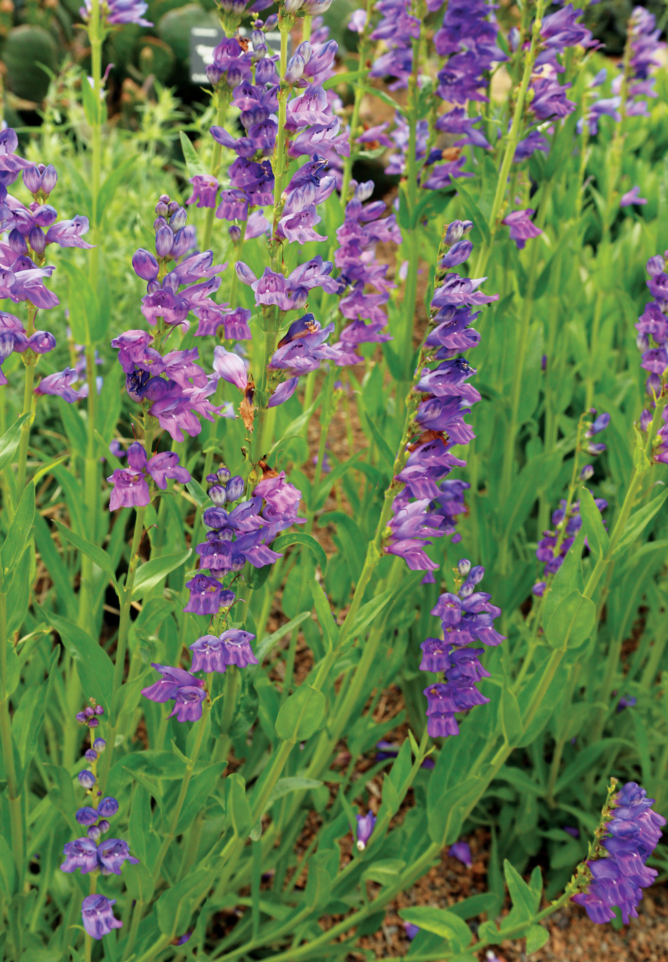 Penstemon estricto de Carol Collins
