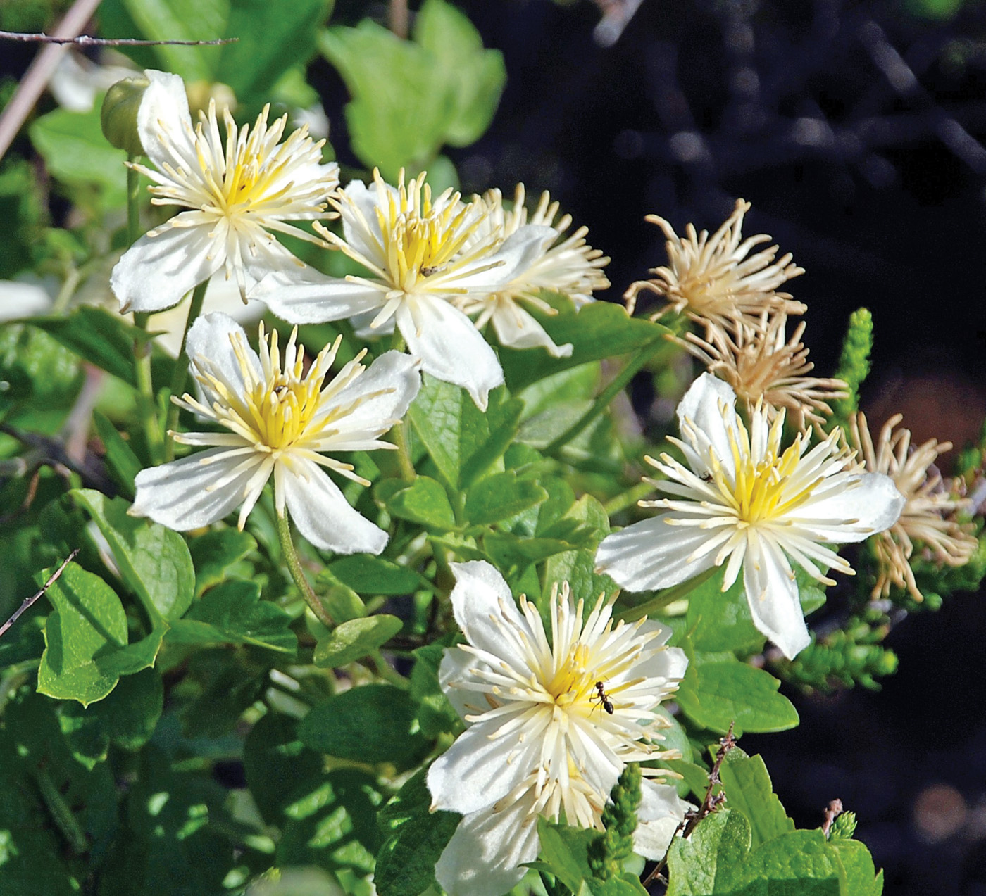 Clemátide ligusticifolia millettephotomedia.com