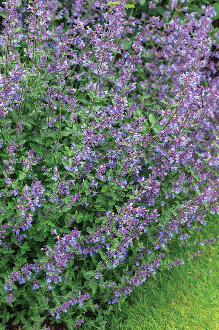 Nepeta'